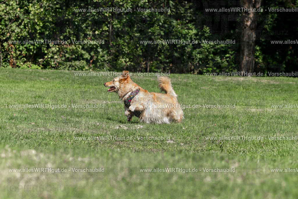 Hundeschwimmen_Volksbad_2026-allesWIRTHgut_Tierfotografie-2609061321-FAY06701 | Professionelle Tierfotografie in Mönchengladbach von Daniel Wirth (allesWIRTHgut). Liebevolle & natürliche Bilder von Hunden & Katzen für unvergessliche Erinnerungen.