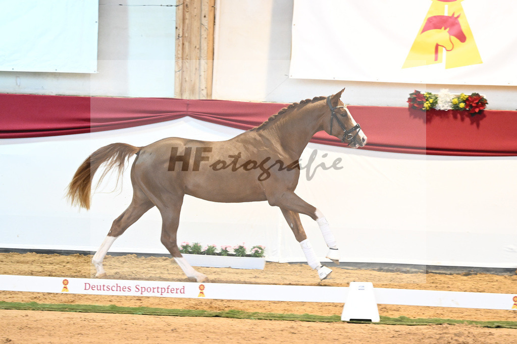 Kat-Nr. 5 Benicio x Florencio I_Lechl_43231620 | hf-fotografie - Realisiert mit Pictrs.com