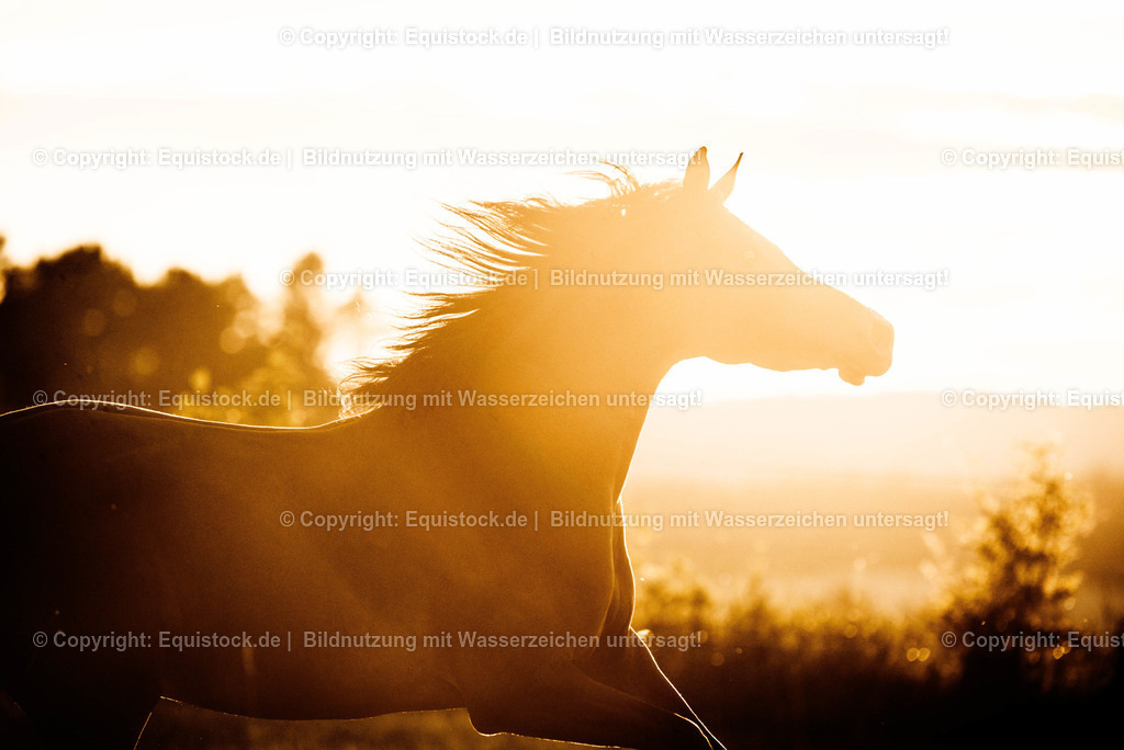 TS_20170716_Araber_Freilauf_0003-2 | Foto: Thomas Hartig