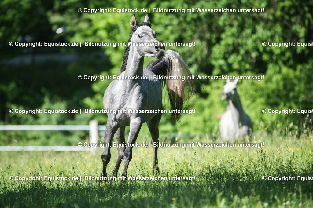 20210617_Araber_Marbach_Koppel_0080 | Foto: Thomas Hartig