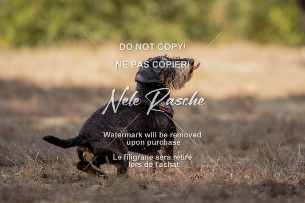 nelerasche_soDD2_03 | nelerasche