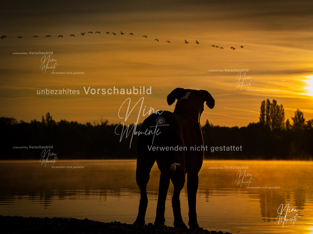 _16A9724-1 | Einzigartige Fotos von Hunden & Menschen –Actionfotos, Portraits, Vereinsaufnahmen & Paarshootings – authentisch, lebendig & mit Herz.