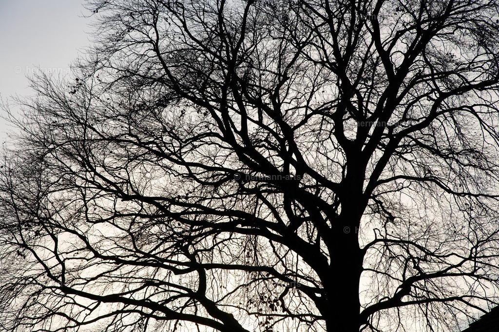 Trees_fine_Art_0036 | Photo Foto Kunst Art schwarzweiss Bilder Rheine Münster Berlin Blumen 