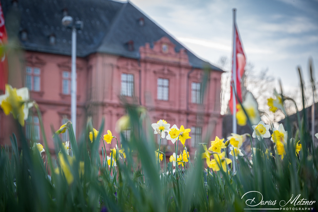 Das Mainzer Schloss | Das Mainzer Schloss