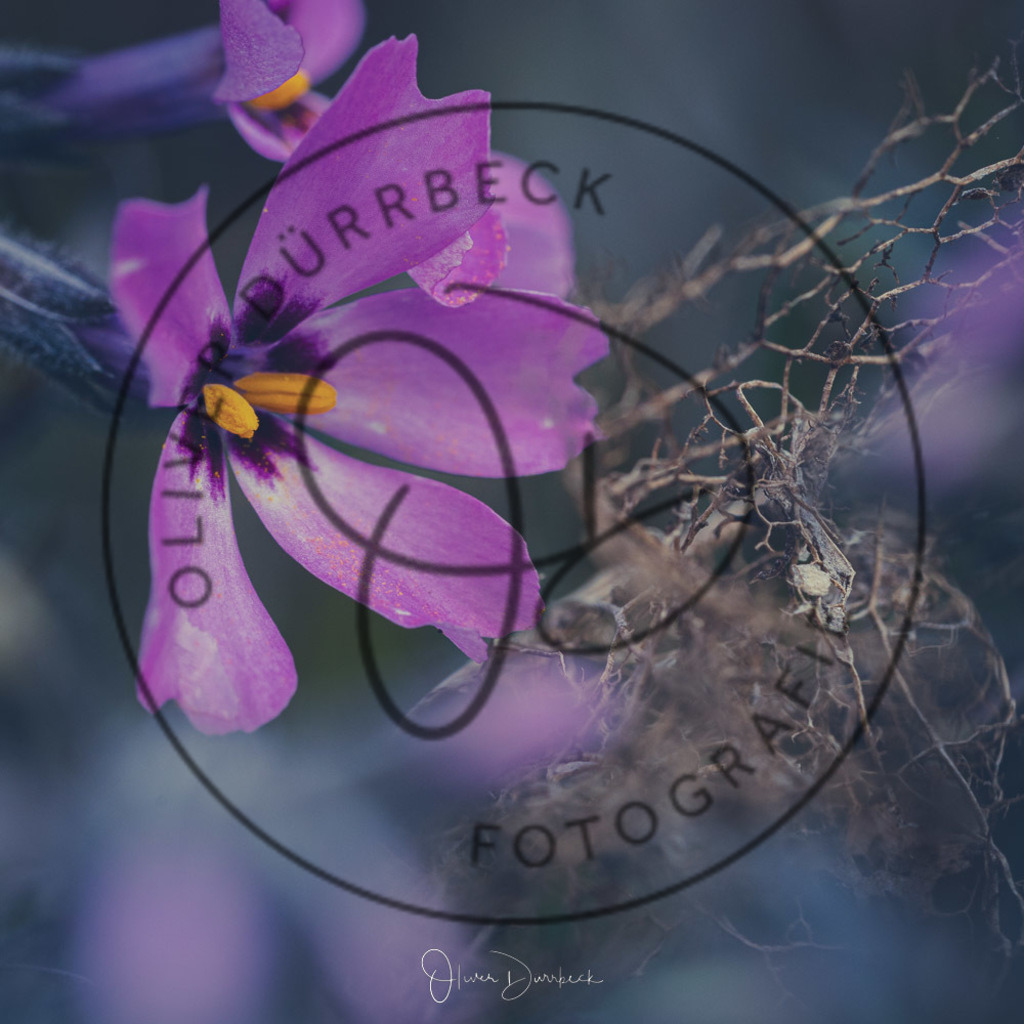 natur-pflanzen-31 | Shop für Kindergartenfotografie und andere Fotoprodukte von Oliver Dürrbeck Fotografie. - Realisiert mit Pictrs.com