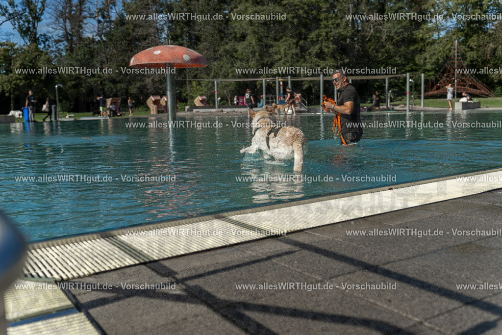Hundeschwimmen_Volksbad_2026-allesWIRTHgut_Tierfotografie-2609061546-7R501860 | Professionelle Tierfotografie in Mönchengladbach von Daniel Wirth (allesWIRTHgut). Liebevolle & natürliche Bilder von Hunden & Katzen für unvergessliche Erinnerungen.
