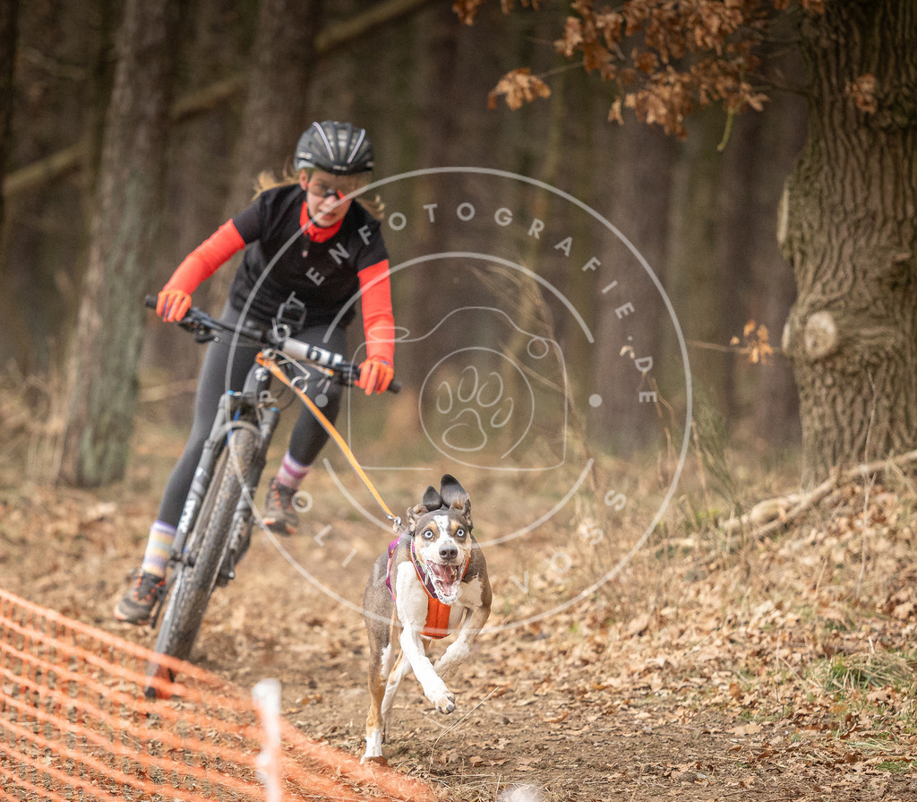 Pfotenfotografie_DV3A3109 | Hundefotografie, Tierfotograf, Pfotenfotografie, Fotoshooting Hund, Hunde Portrait, Hundesport, Hundeportraits, Heideshooting, Hunde, Sportfotograf, Hundefotograf, Turnierhundsport, THS,  - Realisiert mit Pictrs.com