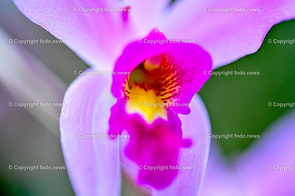 Botanischer Garten Linz_ Orchideen_ 14.04.2024-25 | 14.02.2024, Botanischer Garten Linz, AUT, Orchideen, im Bild Orchidee, Blume, Bluete, Pflanze, Tropenhaus, tropisch, Farbe, exotisch, bunt, Flora, Natur