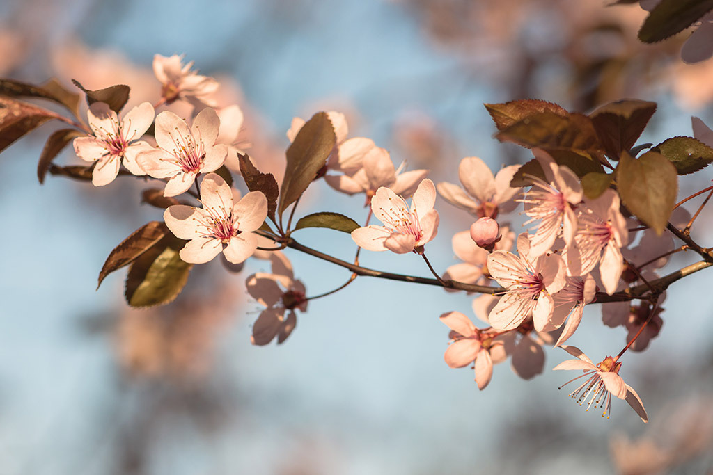Blühender Zweig | im Frühling. - Realisiert mit Pictrs.com