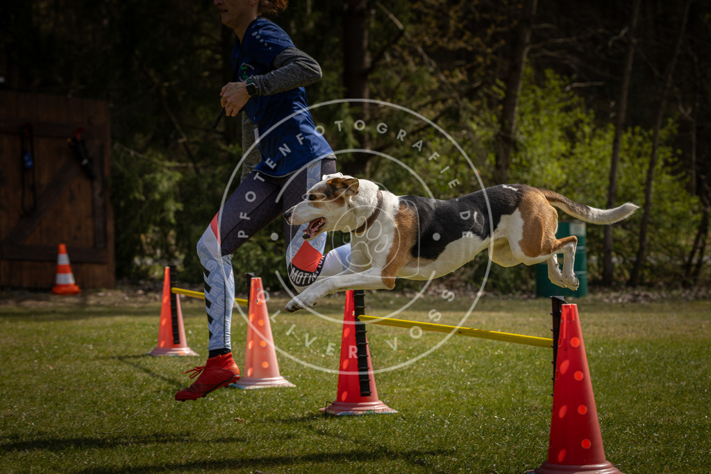 Pfotenfotografie_DV3A3639 | Hundefotografie, Tierfotograf, Pfotenfotografie, Fotoshooting Hund, Hunde Portrait, Hundesport, Hundeportraits, Heideshooting, Hunde, Sportfotograf, Hundefotograf, Turnierhundsport, THS,  - Realisiert mit Pictrs.com