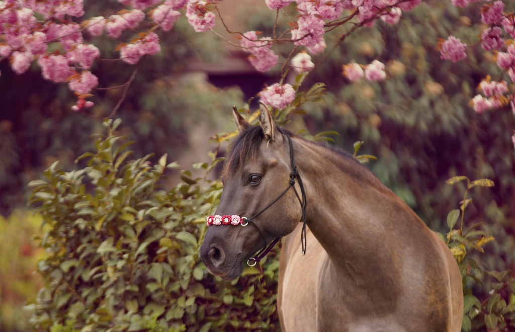 Pepper2blauer | Emotionale Pferde- & People-Fotografie rund um Heidelberg, Leimen & Umgebung. Natürliche Fotos von Pferd, Mensch & Familie. Jetzt Termin sichern!