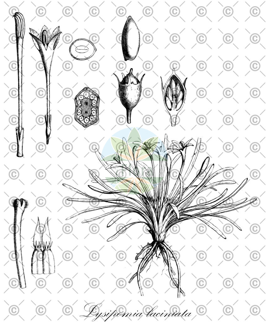 HistAbb_EMP_152079_1_SIMPLE | Historische Abbildung von Lysipomia laciniata - Campanulaceae | Historical Illustration of Lysipomia laciniata - Campanulaceae