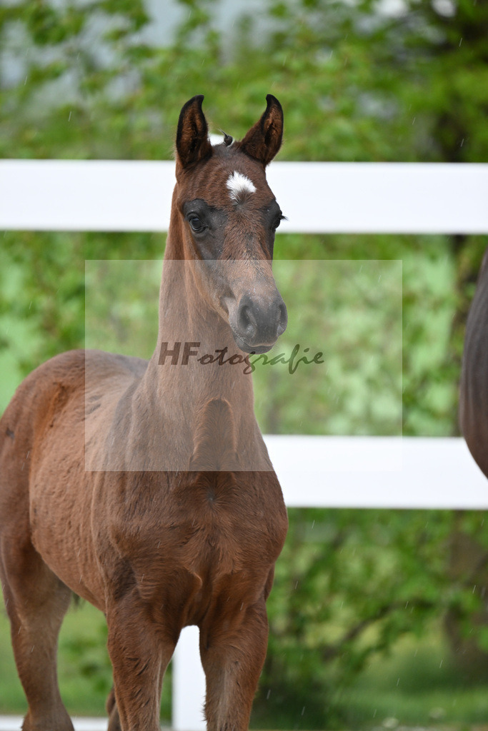 Kat-Nr. 31 HF St. Noble x Sezuan_Fetzer_23261182 | hf-fotografie - Realisiert mit Pictrs.com
