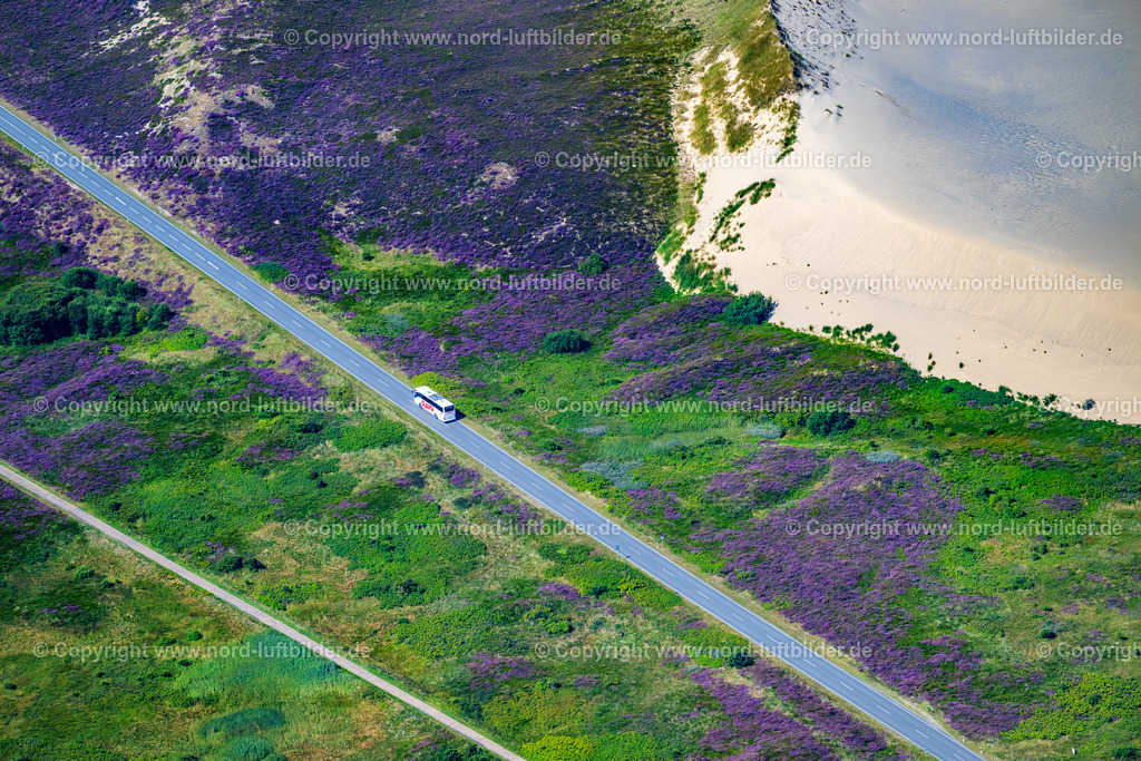 Sylt_List_Wanderdüne_Horst_ELS_4009130825 | LIST AUF SYLT 13.08.2025 Sandaufschüttungen einer Wanderdünenfläche in der Nordsee an der Listlandstraße in List auf Sylt im Bundesland Schleswig-Holstein, Deutschland. // Sand deposits of a shifting dune area in the North Sea on street Listlandstrasse in List auf Sylt in the state Schleswig-Holstein, Germany. Foto: Martin Elsen