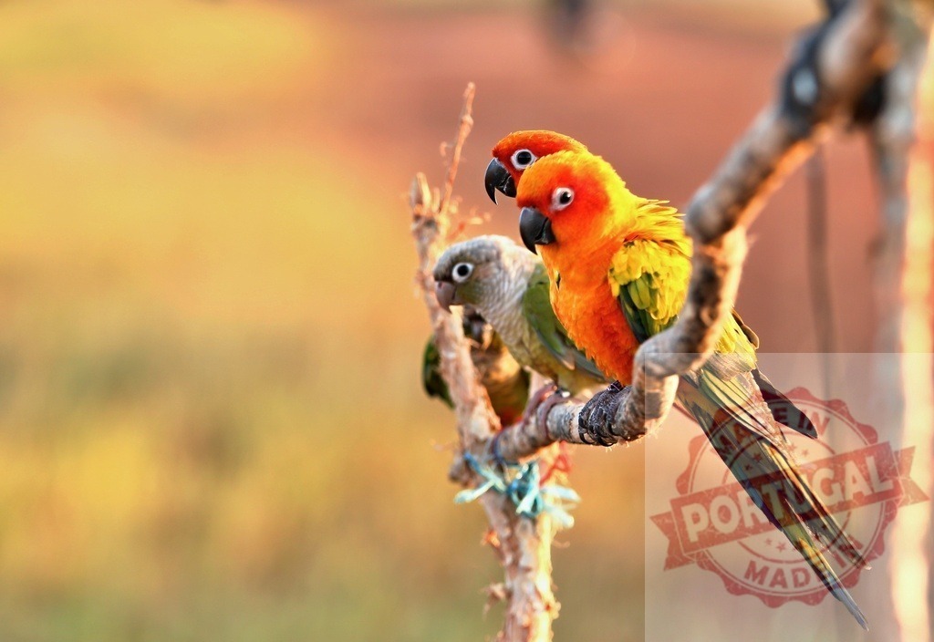 Colorful parrots perching together on a branch | Three colorful conure parrots perching on a tree branch, showing companionship and pet birds - Realized with Pictrs.com