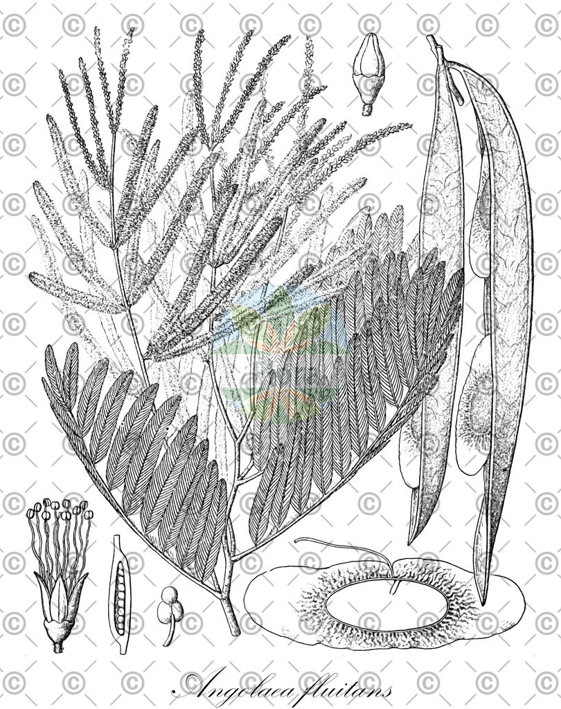 HistAbb_wfo-0000536542_141_ENZY_Simple | Historische Abbildung von Angolaea fluitans - Podostemaceae | Historical Illustration of Angolaea fluitans - Podostemaceae