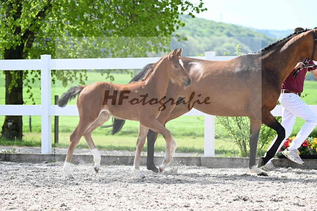 Kat-Nr. 10 SF Just Diamond x Dimaggio_von Unger_23260295 | hf-fotografie - Realisiert mit Pictrs.com