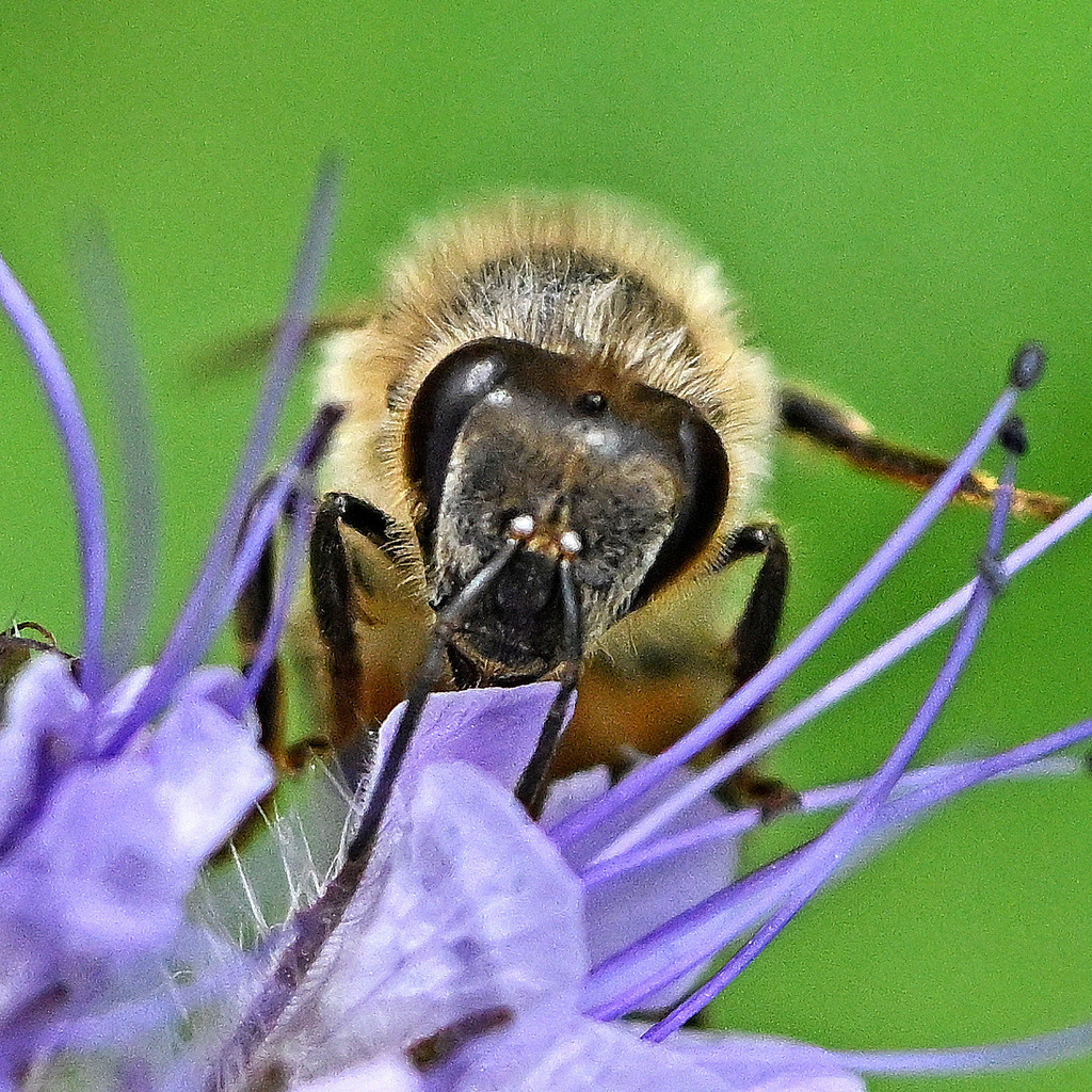 Bienenkopf01q | lucisnaturbilder - Realisiert mit Pictrs.com