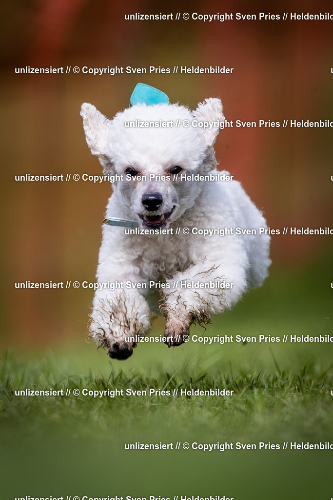 Sven Pries | 2024-04-21 - Hunderennen Baden-Oos
Foto: Sven Pries - Realisiert mit Pictrs.com