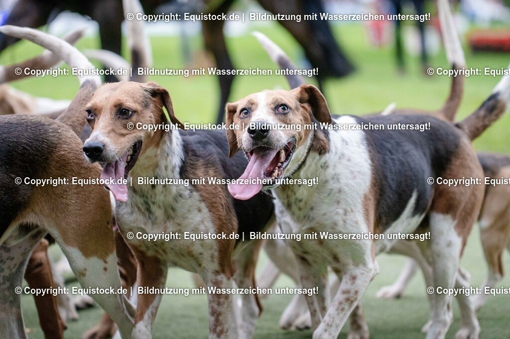 20250606_Lange-Pferdenacht_0546 | Foto: Thomas Hartig