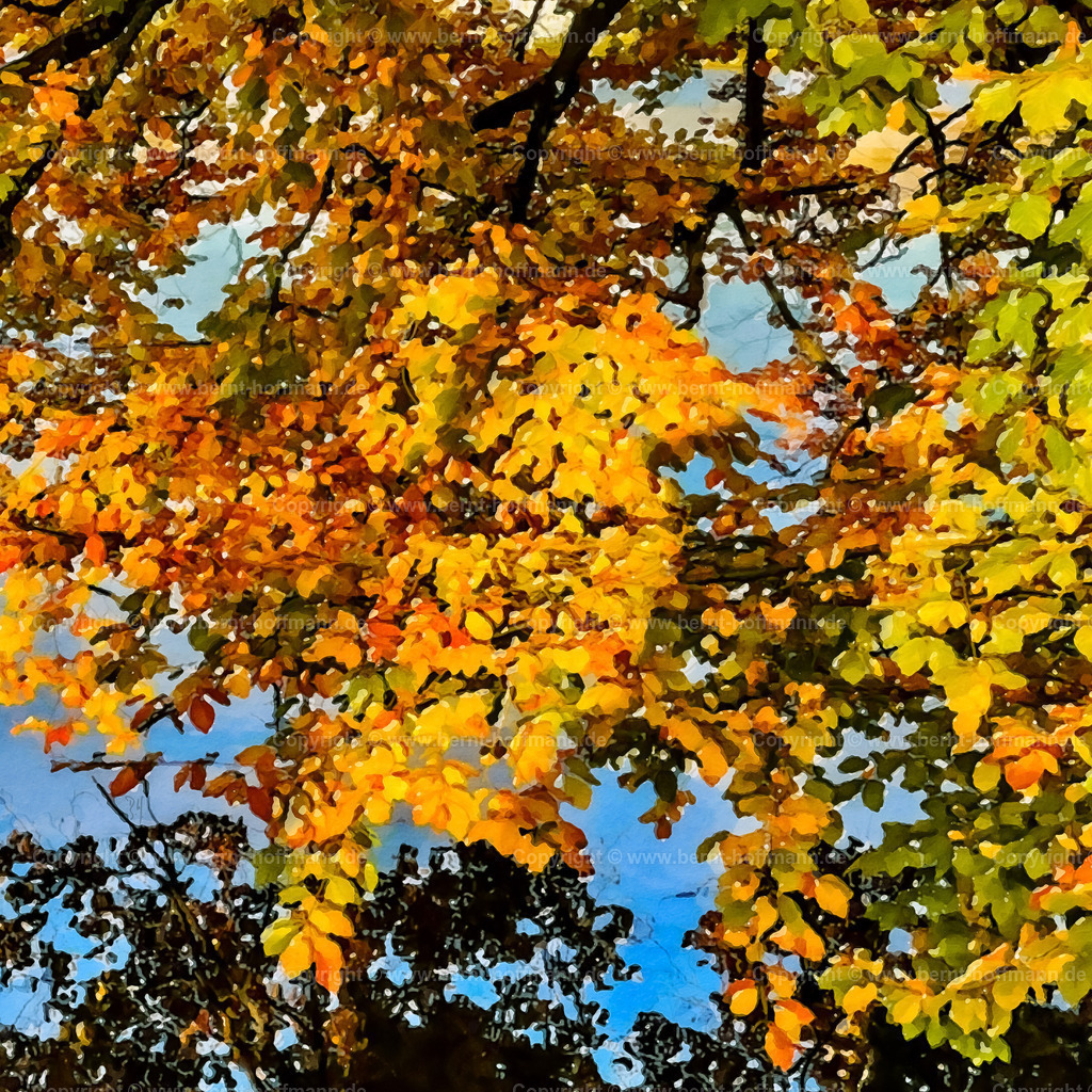 PDM2_1041b_Herbstfarben_100x100_sig | DIGITALKUNST. Die Farben der Natur im Herbst. Zweige einer Buche über dem stillen Wasser an einem See. Formatvariation - Quadrat. - Realisiert mit Pictrs.com