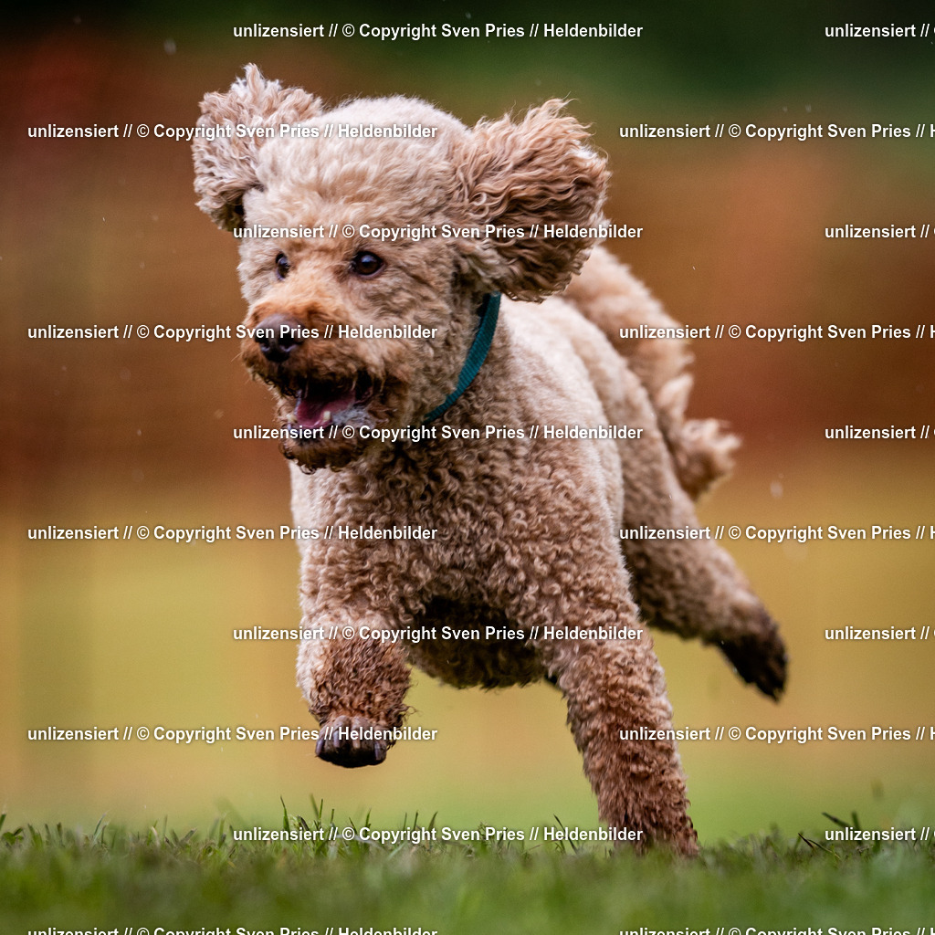 Sven Pries | 2024-04-21 - Hunderennen Baden-Oos
Foto: Sven Pries - Realisiert mit Pictrs.com