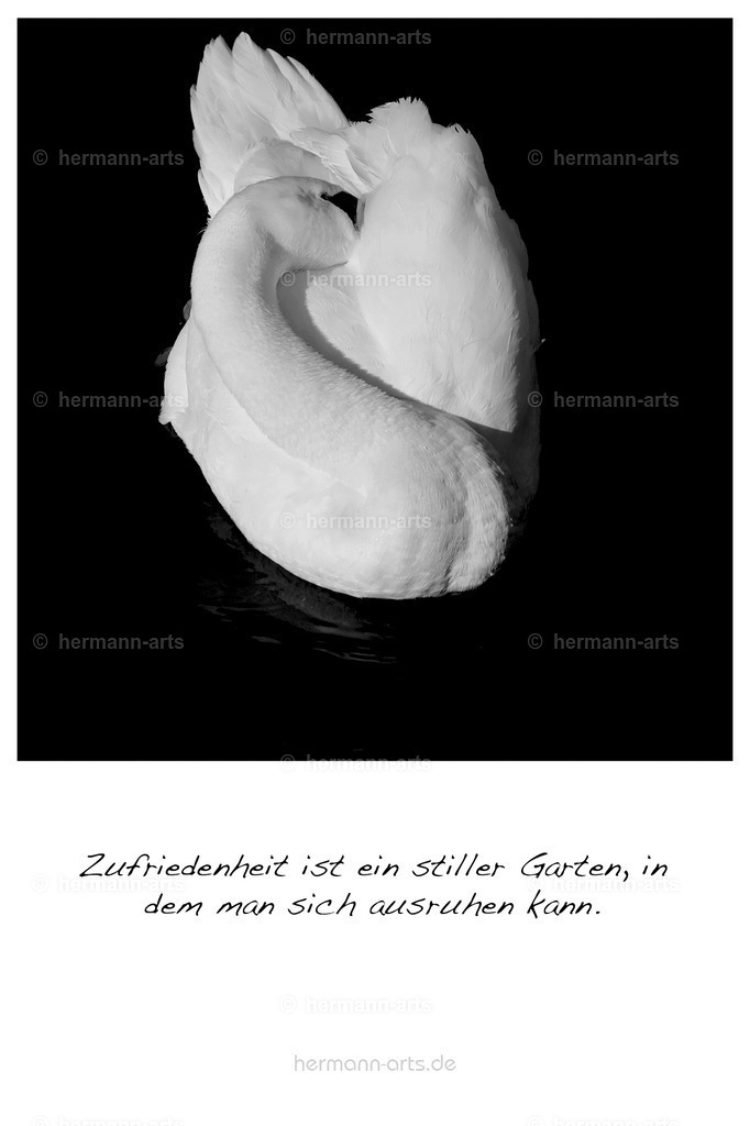 PK_Zitate_10x15_BW-024 | Photo Foto Kunst Art schwarzweiss Bilder Rheine Münster Berlin Blumen 