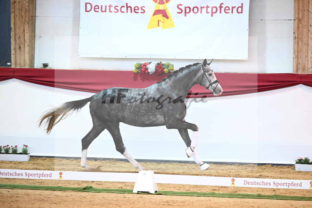 Kat-Nr. 4 Benicio x Livaldon_Schulze-Averdiek_43231569 | hf-fotografie - Realisiert mit Pictrs.com