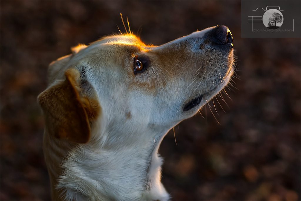 Sami_10.10.2021 | ck-vanography-ch - Realisiert mit Pictrs.com