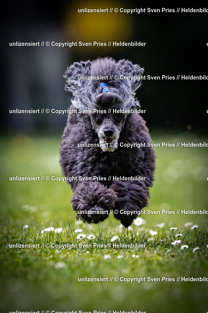 Sven Pries | 2025-05-29 - Pudelrennen KA-Durlach - Realisiert mit Pictrs.com