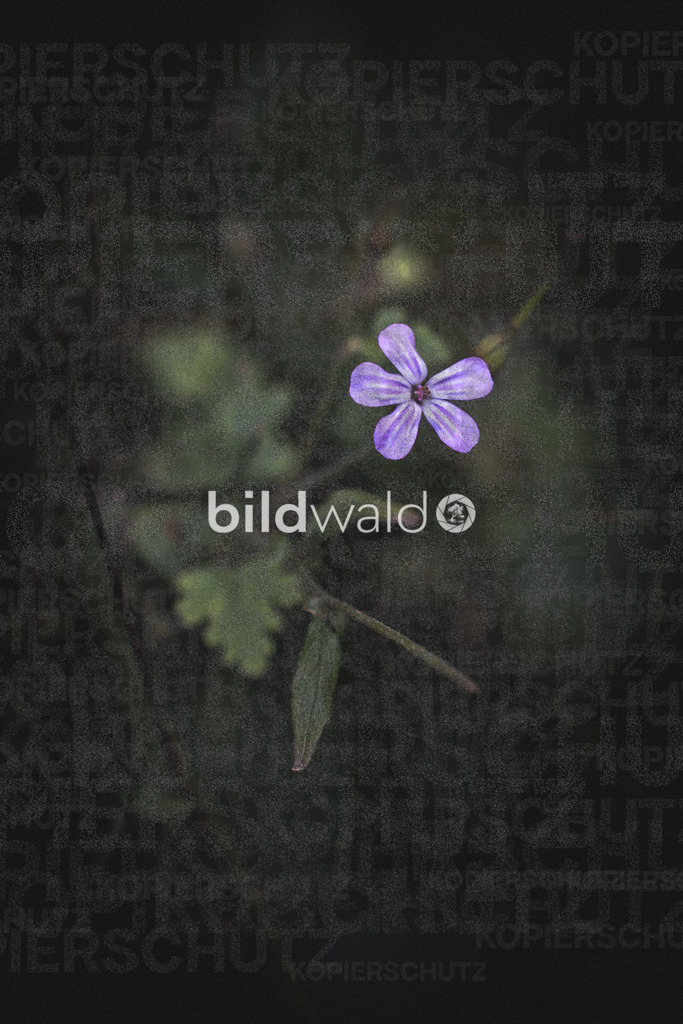 wald forrest trees nature bildwald (73 von 73) | BILDWALD - eine Auswahl an Bildern von Thomas Perrotton zum bestellen und genießen. Alle Bilder von Thomas Perrotton - Alle Bilder mit einer SONY Kamera gemacht - SONY TAMRON SIGMA PHOTOSHOP LIGHTROOM BILDWALD Online kaufen Bilderwald Wandbilder - Realisiert mit Pictrs.com