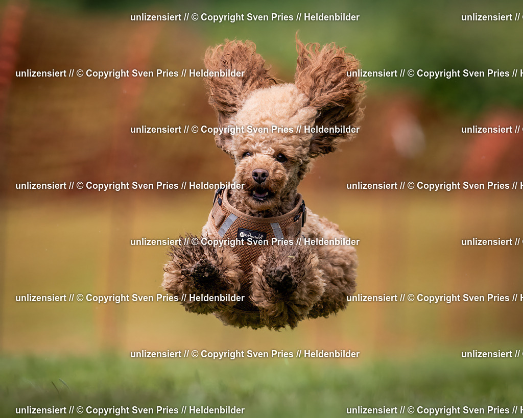 Sven Pries | 2024-04-21 - Hunderennen Baden-Oos
Foto: Sven Pries - Realisiert mit Pictrs.com