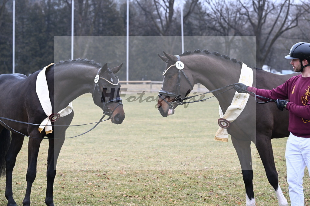 Kat.-Nr. 22 v. Heartbreaker_Laue_Kat.-Nr. 14 v. Cornet_s Balou (Balou du Reventon Z)_Keitel und Laue_3265837 | hf-fotografie - Realizzato con Pictrs.com