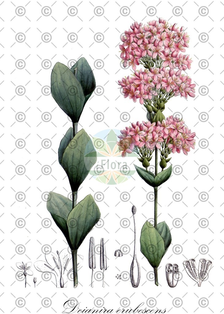 HistAbb_wfo-0000385774_1_ENZY_Simple | Historische Abbildung von Deianira erubescens - Gentianaceae | Historical Illustration of Deianira erubescens - Gentianaceae
