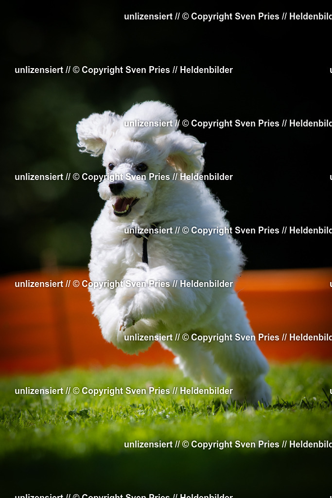 Sven Pries | 2025-08-10 - Hunderennen Durlach - Realisiert mit Pictrs.com