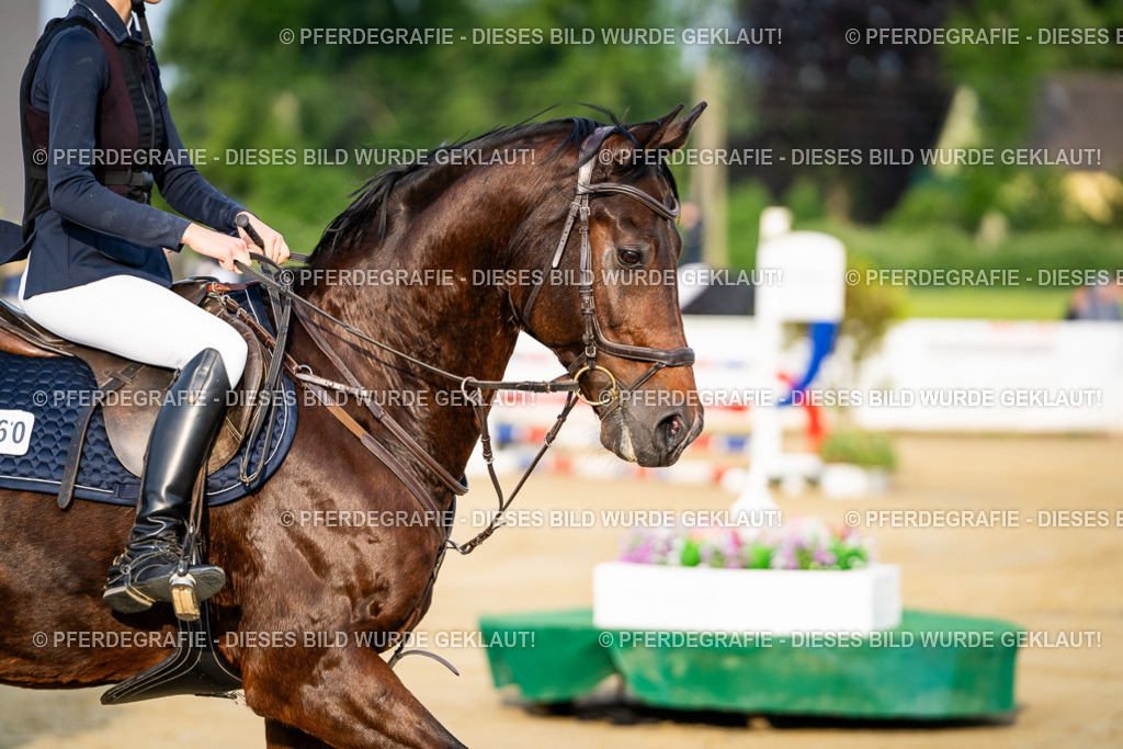 DSC01861 | Pferdegrafie