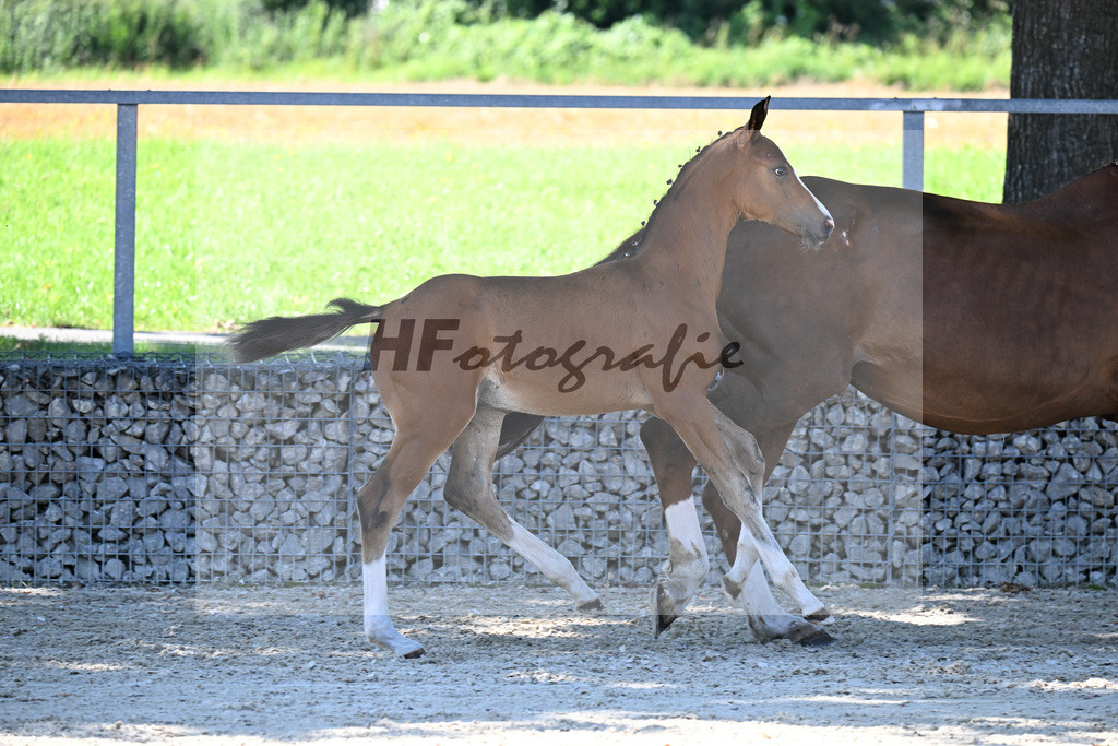 Kat-Nr. 7 Fuerst Grandios x Diamond Hit_HF_Hirschinger_26250103 | hf-fotografie - Realisiert mit Pictrs.com