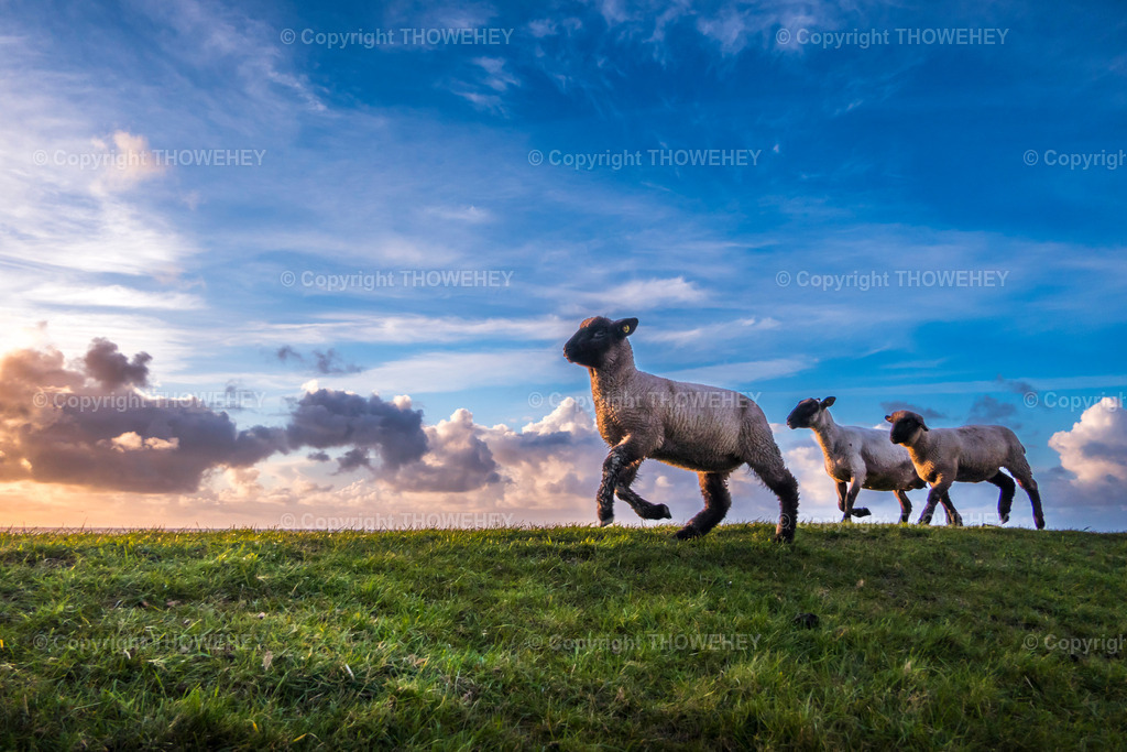 _2830235 | thowehey - Realisiert mit Pictrs.com