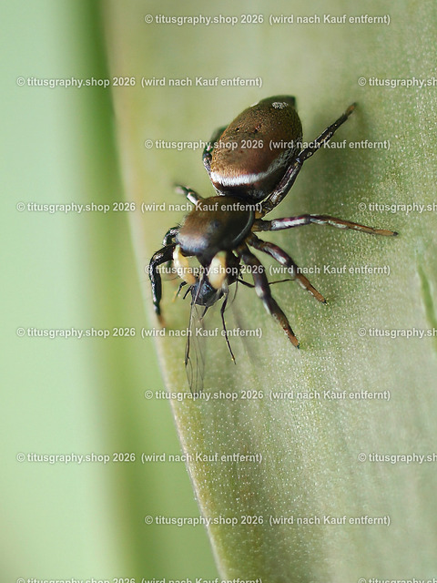 Spinne auf Beutefang | Spinnen, Spiders, Spinne, Spider, Les araignées - Realisiert mit Pictrs.com