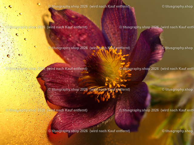 titusgraphy_P5217018-vz-ln | titusgraphy-shop: Geschenkideen mit Qualitätsfotos. titusgraphy-shop: gift ideas with quality photos. titusgraphy-shop: idées cadeaux avec photos de qualité.  - Realisiert mit Pictrs.com