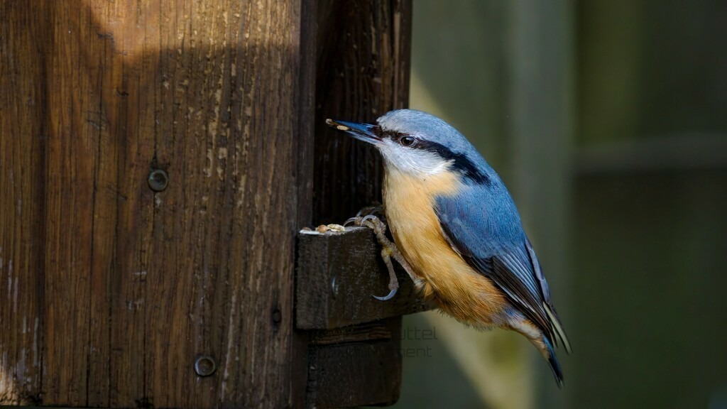 P1638150-Bearbeitet-2024-LR | Natur im Moment - Realisiert mit Pictrs.com
