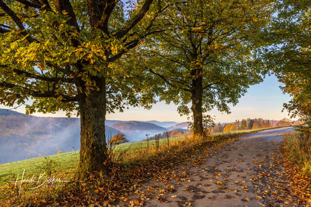 Laubbedeckter Weg | Herbstlich bunter Wanderweg im Sauerland - Realisiert mit Pictrs.com