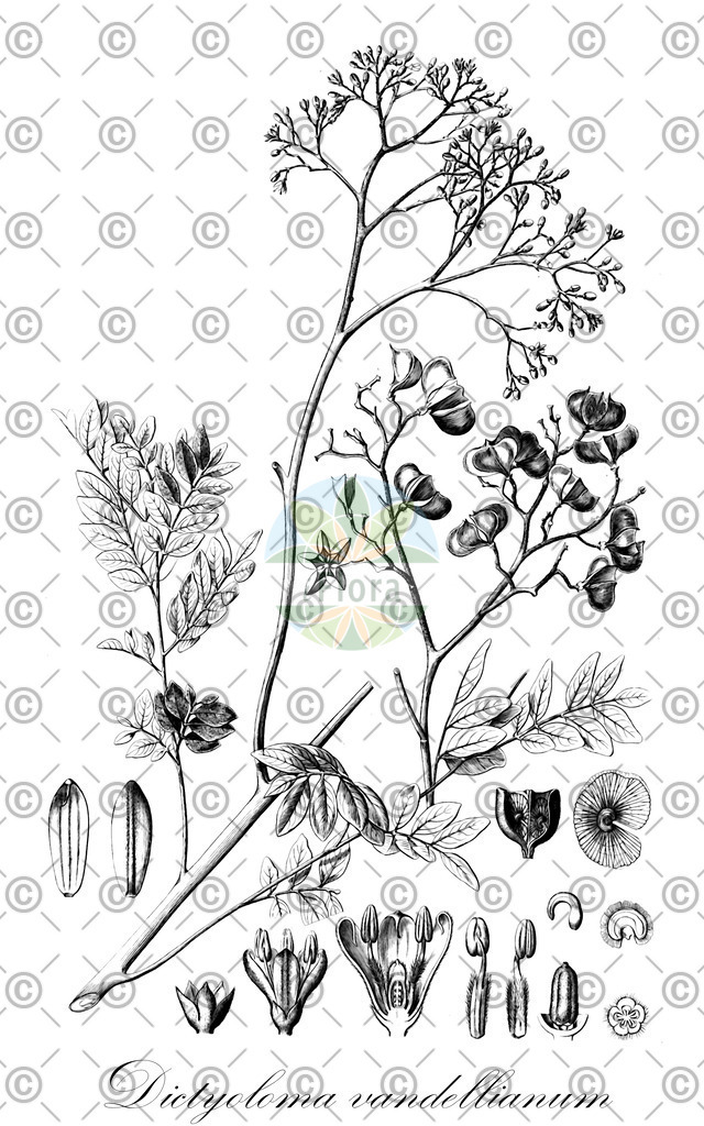 HistAbb_7NWN6_2_ENZY_Simple | Historische Abbildung von Dictyoloma vandellianum - Rutaceae | Historical Illustration of Dictyoloma vandellianum - Rutaceae