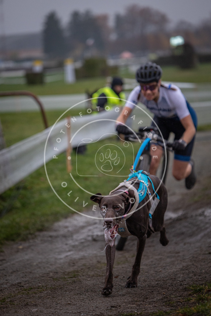 CaniXpix_0L8A0606 | Hundefotografie, Tierfotograf, Pfotenfotografie, Fotoshooting Hund, Hunde Portrait, Hundesport, Hundeportraits, Heideshooting, Hunde, Sportfotograf, Hundefotograf, Turnierhundsport, THS,  - Realisiert mit Pictrs.com