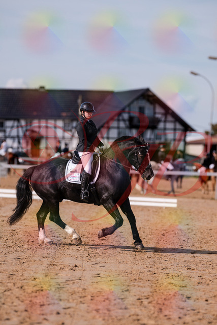 2026_10_03_Siefer-Hof_121034_Z81_12963437 | Professionelle Reitsport-, Turnier- und Eventfotografie von Robert Broda. Galerien mit ausgewählten und bearbeiteten Bildern direkt online ansehen und bestellen.