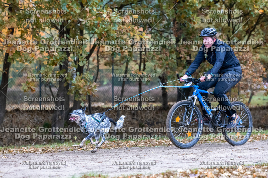 Dog Paparazzi - SD CaniX Championship 2025-277 | Dog Paparazzi Jeanette Grottendiek Fotografie & Videografie - Realisiert mit Pictrs.com