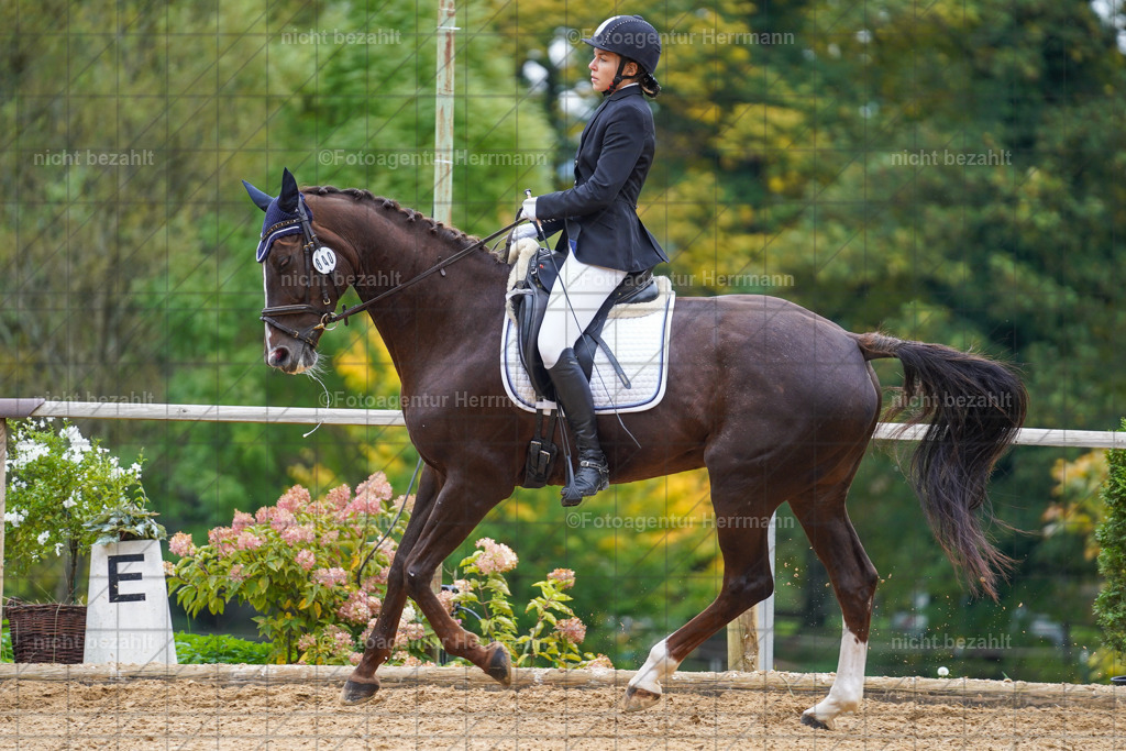 20221008-FAH01607 | Diessen am Ammersee, 2022, Dressur- und Springturnier, Reitsportbilder, Turnierfotografen Bayern, Pferdefotografen, Fotoagentur Herrmann, Turnierbilder