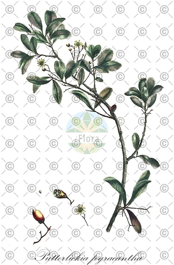 HistAbb_wfo-0000289030_1_ENZY_Simple | Historische Abbildung von Putterlickia pyracantha - Celastraceae | Historical Illustration of Putterlickia pyracantha - Celastraceae