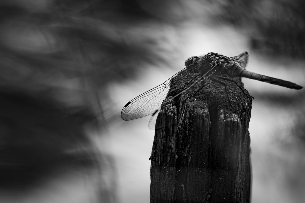 _DSC4424 | kaefersammler_roy - Realisiert mit Pictrs.com