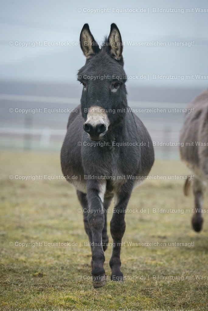20150217_Esel_0006 | equistock